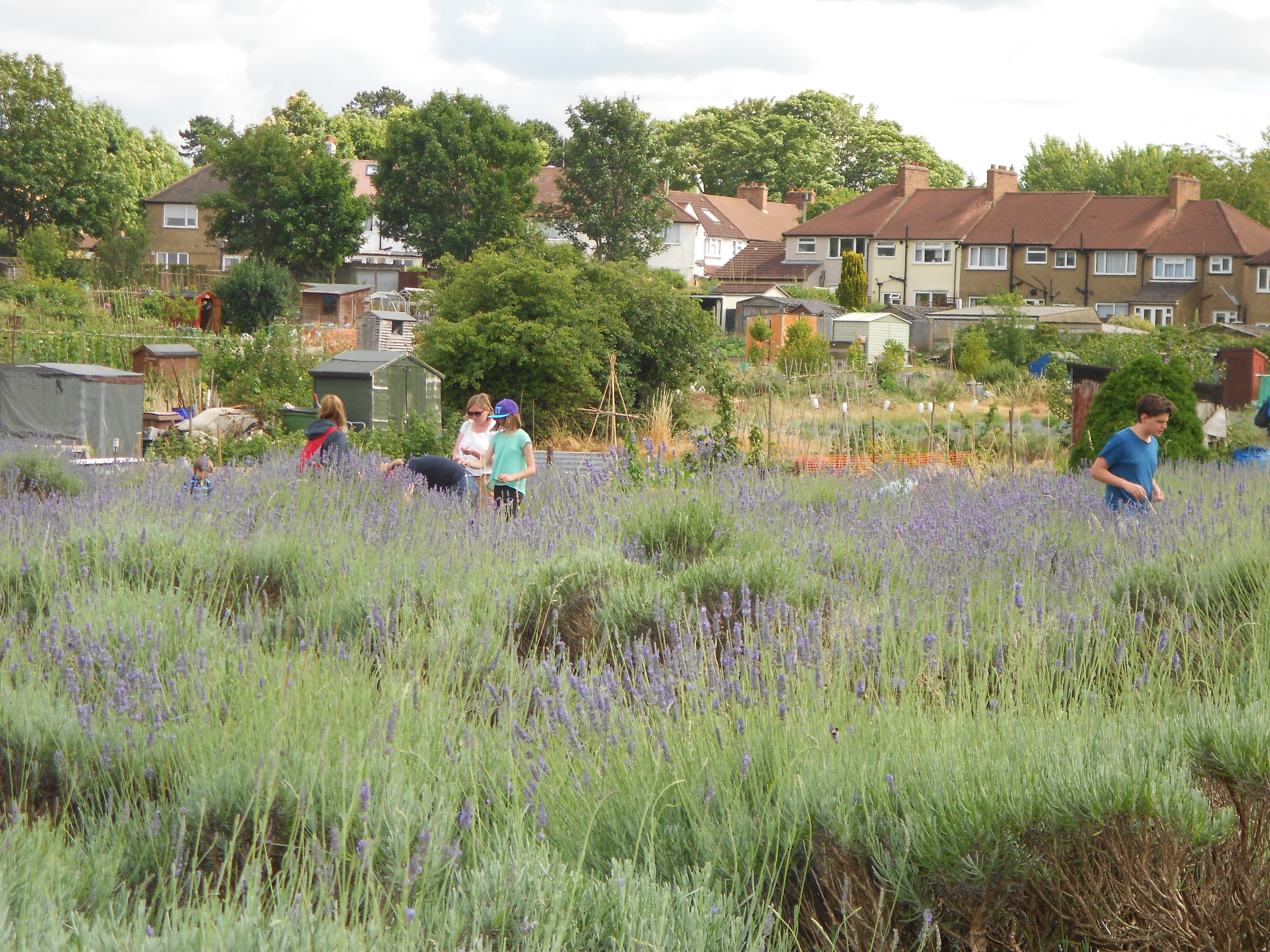 Field of lavender in Carshalton