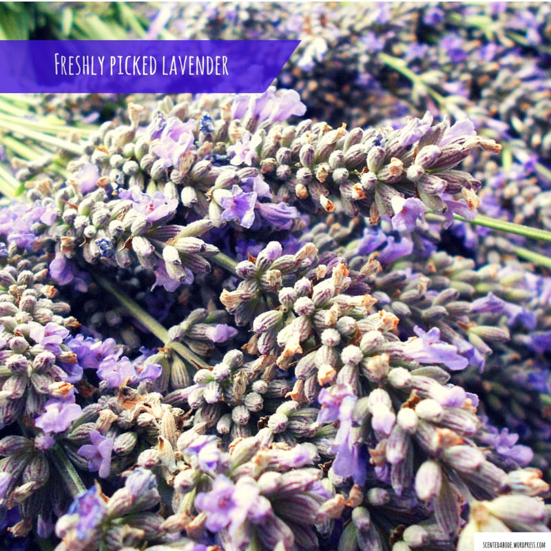 Freshly picked lavender from Carshalton