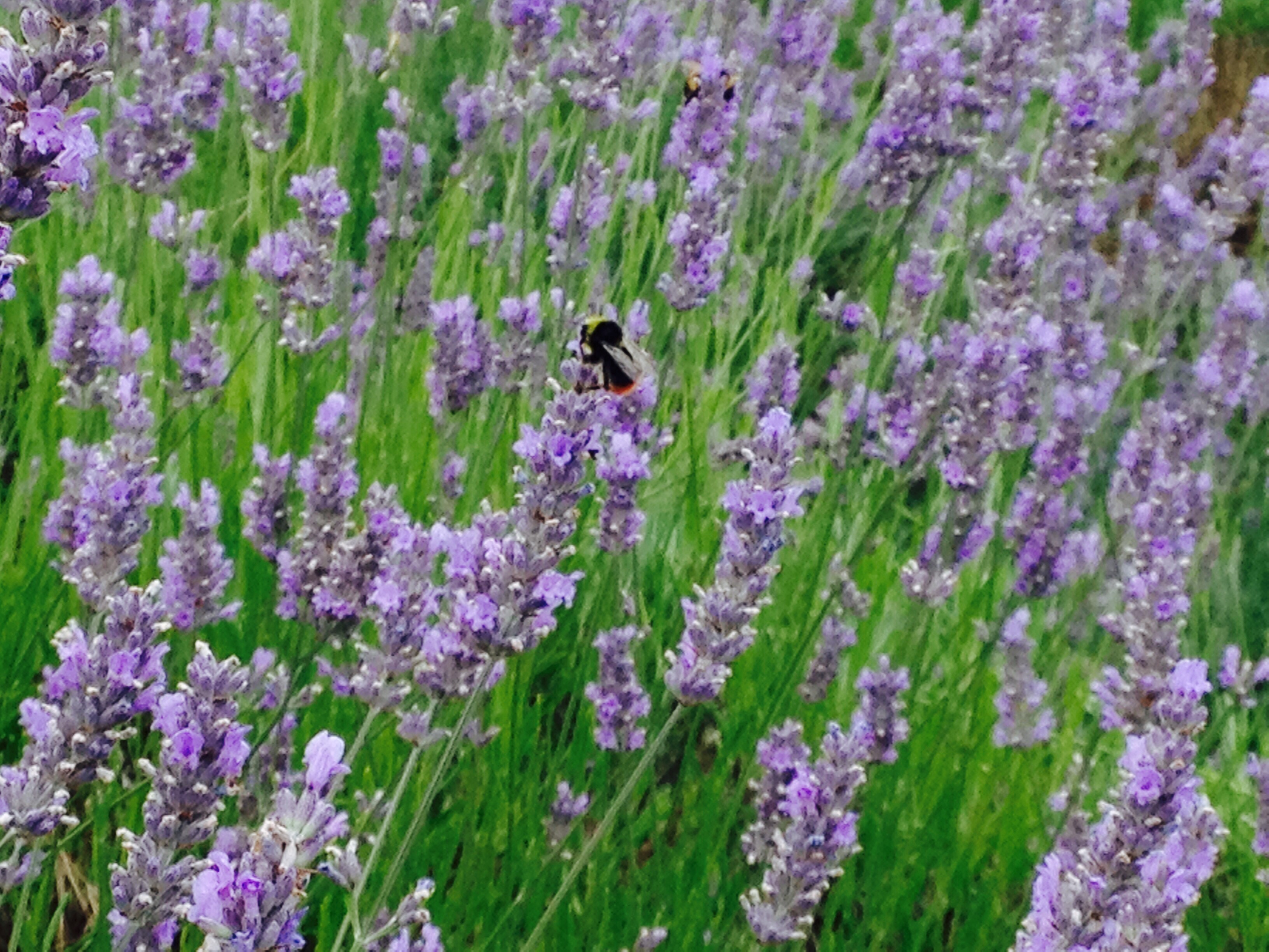 Bees in lavender field